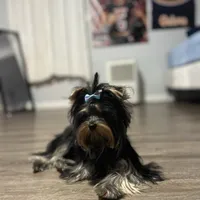 Princess deposit received , a female Yorkshire Terrier for sale in Fairfield, CT – Photo 2 of 3