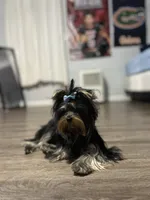 Princess, a female Yorkshire Terrier for sale in Fairfield, CT – Photo 1 of 3