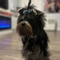 Princess deposit received , a female Yorkshire Terrier for sale in Fairfield, CT – Photo 1 of 3