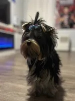 Princess, a female Yorkshire Terrier for sale in Fairfield, CT – Photo 2 of 3