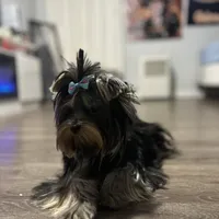 Princess deposit received , a female Yorkshire Terrier for sale in Fairfield, CT – Photo 3 of 3