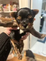 Meilas yellow, a male Yorkshire Terrier for sale in Fairfield, CT – Photo 3 of 3