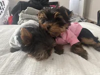 Pink girl , a female Yorkshire Terrier for sale in Fairfield, CT – Photo 3 of 3