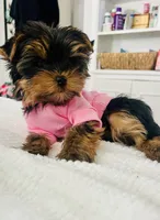 Pink girl , a female Yorkshire Terrier for sale in Fairfield, CT – Photo 1 of 3