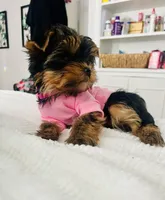 Pink girl , a female Yorkshire Terrier for sale in Fairfield, CT – Photo 2 of 3