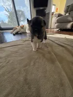 Brie, a female Akita for sale in Croswell, MI – 2 of 5