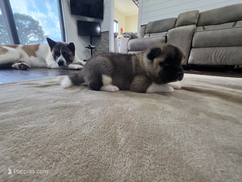 Brie – Akita puppy for sale in Croswell, MI