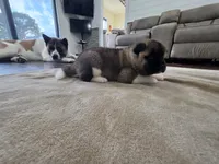 Brie, a female Akita for sale in Croswell, MI – 1 of 5