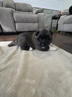 Swiss, a female Akita for sale in Croswell, MI – 1 of 5