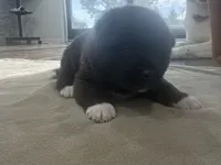 Ricotta, a female Akita for sale in Croswell, MI – 4 of 6