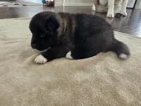 Ricotta, a female Akita for sale in Croswell, MI – 5 of 6
