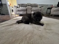 Feta, a female Akita for sale in Croswell, MI – 3 of 4