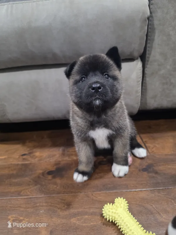 Feta – Akita puppy for sale in Croswell, MI