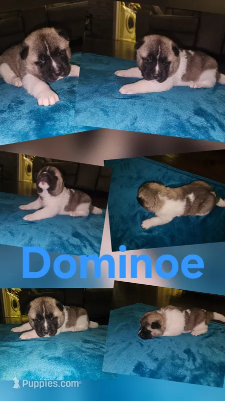 Dominoe