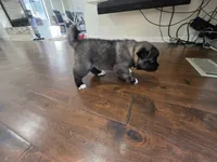 Feta, a female Akita for sale in Croswell, MI – 2 of 4