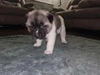 Scrabble come meet him today!!!, a male Akita for sale in Croswell, MI – Photo 2 of 8