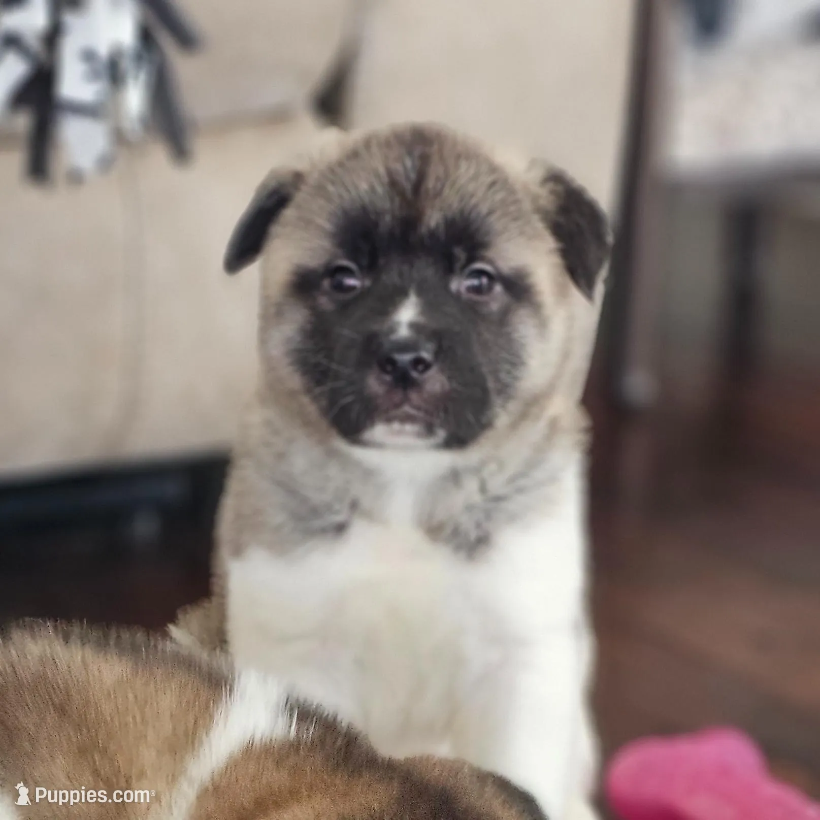 Scrabble come meet him today!!!, a male Akita for sale in Croswell, MI – Photo 7 of 8
