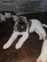 Scrabble come meet him today!!!, a male Akita for sale in Croswell, MI – Photo 1 of 8