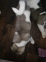 Scrabble come meet him today!!!, a male Akita for sale in Croswell, MI – Photo 6 of 8