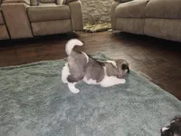 Scrabble come meet him today!!!, a male Akita for sale in Croswell, MI – Photo 3 of 8