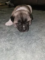 Scrabble come meet him today!!!, a male Akita for sale in Croswell, MI – Photo 5 of 8