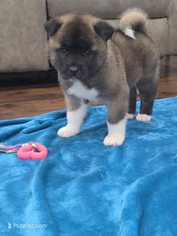 Gouda – Akita puppy for sale in Croswell, MI