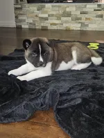 Sorry come meet him today!!!, a male Akita for sale in Croswell, MI – Photo 3 of 7