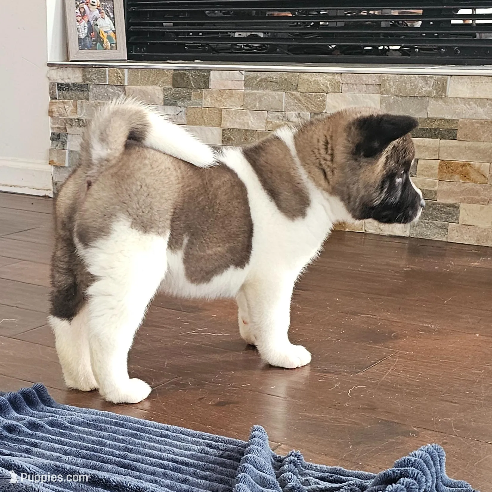 Sorry come meet him today!!!, a male Akita for sale in Croswell, MI – Photo 5 of 7