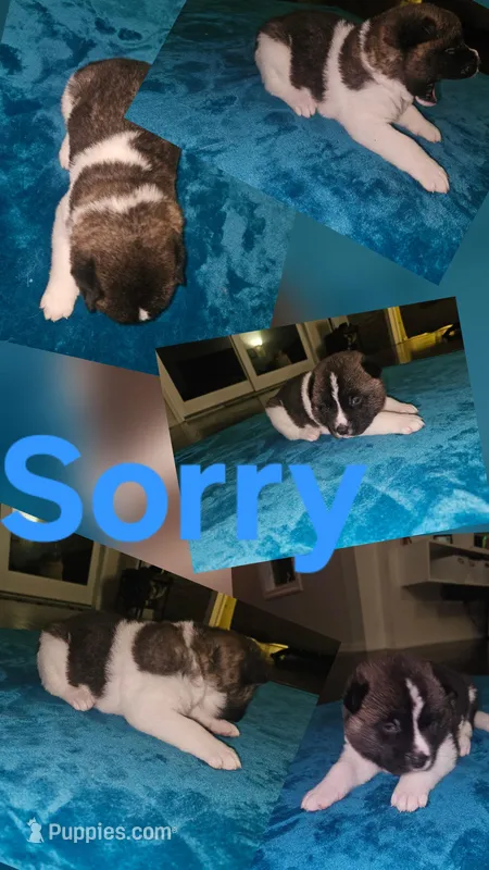 Sorry