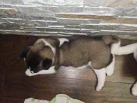 Sorry come meet him today!!!, a male Akita for sale in Croswell, MI – Photo 4 of 7