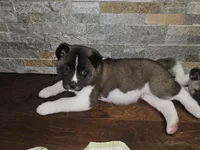 Sorry come meet him today!!!, a male Akita for sale in Croswell, MI – Photo 2 of 7