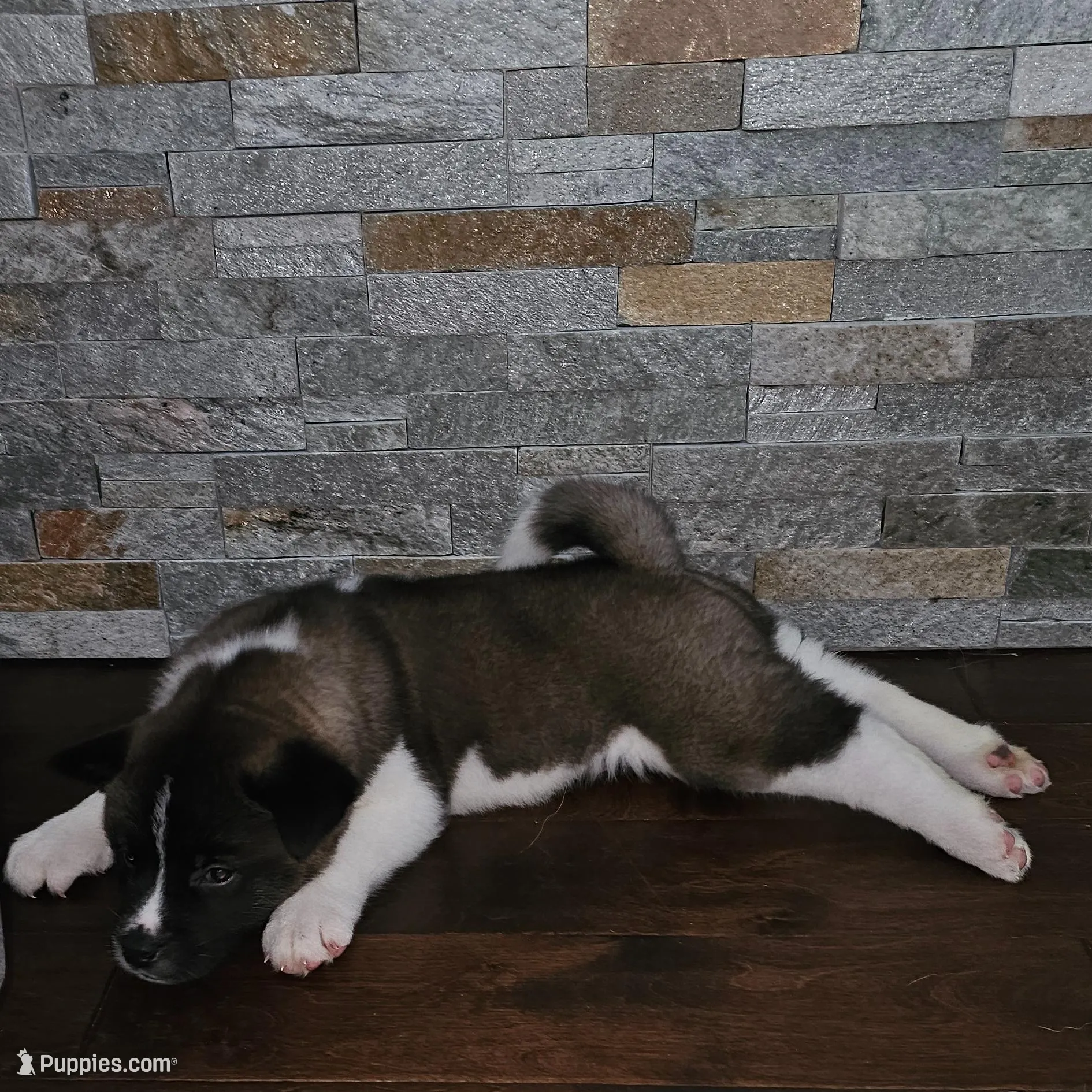 Sorry come meet him today!!!, a male Akita for sale in Croswell, MI – Photo 7 of 7