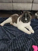 Sorry come meet him today!!!, a male Akita for sale in Croswell, MI – Photo 1 of 7