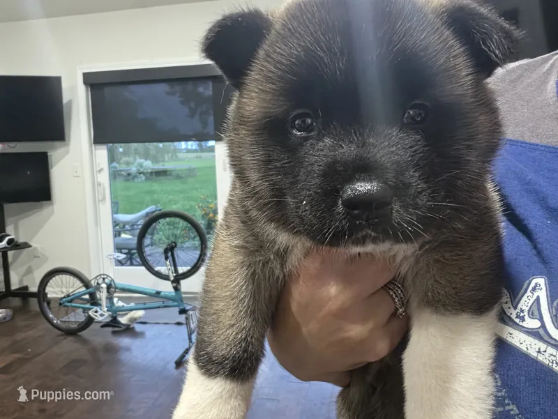 Crapone – Akita puppy for sale in Croswell, MI