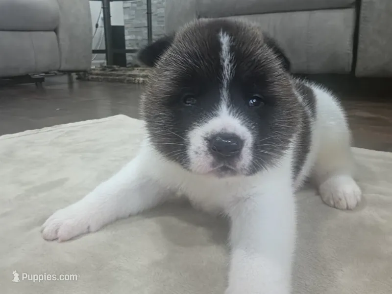 Blue – Akita puppy for sale in Croswell, MI