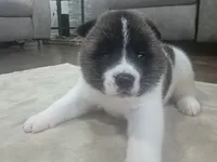 Blue, a female Akita for sale in Croswell, MI – 1 of 5