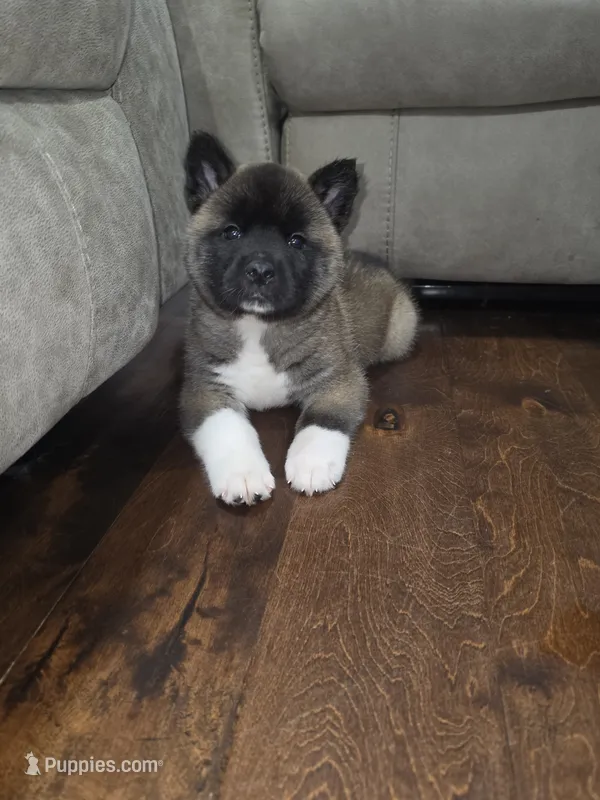 Crapone – Akita puppy for sale in Croswell, MI