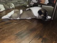 Uno ready this weekend!!!, a male Akita for sale in Croswell, MI – Photo 4 of 4