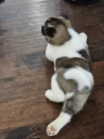 Uno ready this weekend!!!, a male Akita for sale in Croswell, MI – Photo 2 of 4