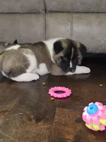 Uno ready this weekend!!!, a male Akita for sale in Croswell, MI – Photo 3 of 4