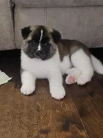 Uno ready this weekend!!!, a male Akita for sale in Croswell, MI – Photo 1 of 4