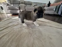 Brie, a female Akita for sale in Croswell, MI – 3 of 5
