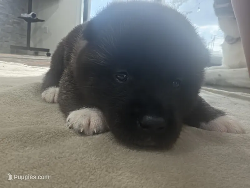 Ricotta – Akita puppy for sale in Croswell, MI