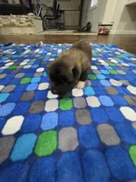 Crapone, a male Akita for sale in Croswell, MI – 2 of 3