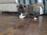 Gouda, a female Akita for sale in Croswell, MI – 5 of 5