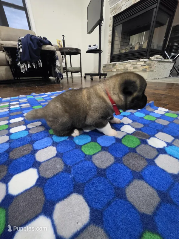 Crapone – Akita puppy for sale in Croswell, MI