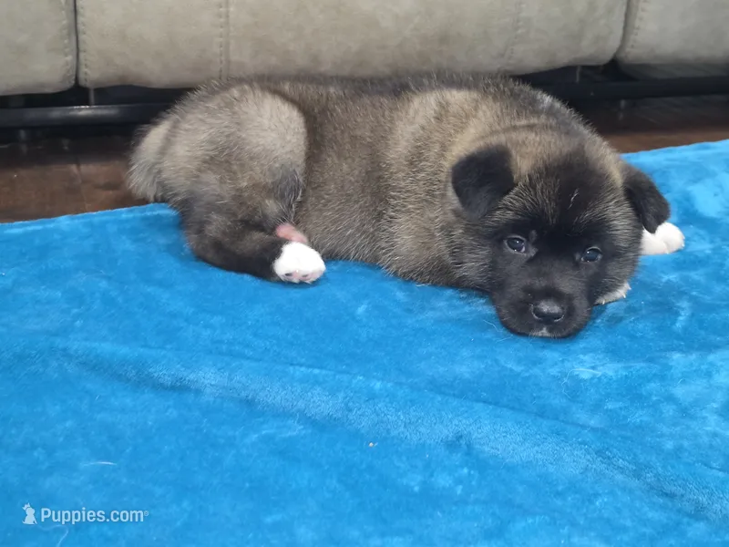 Swiss – Akita puppy on hold in Croswell, MI