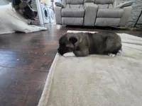 Gouda, a female Akita for sale in Croswell, MI – 3 of 5