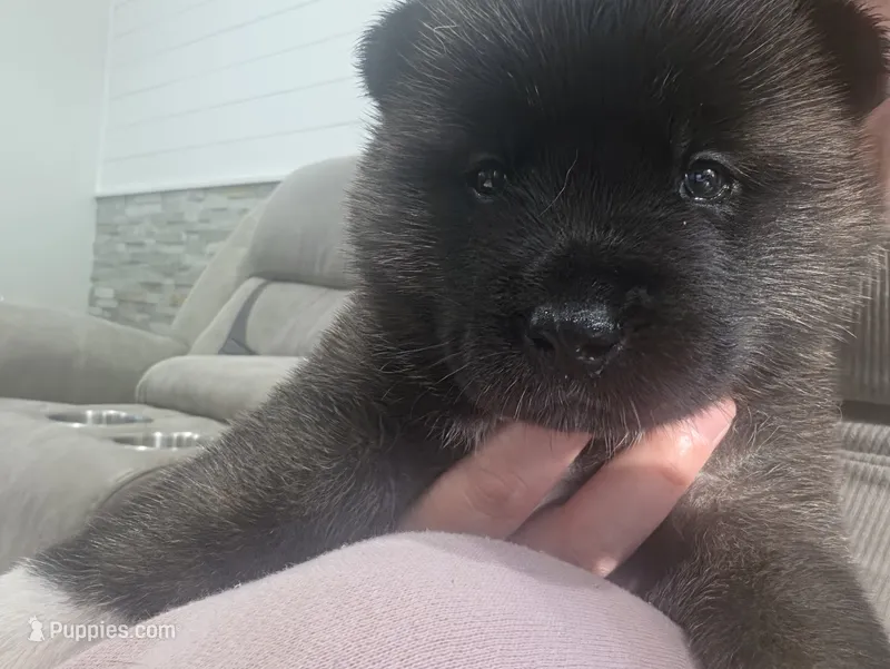 Feta – Akita puppy for sale in Croswell, MI