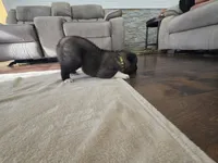 Swiss, a female Akita for sale in Croswell, MI – 4 of 5